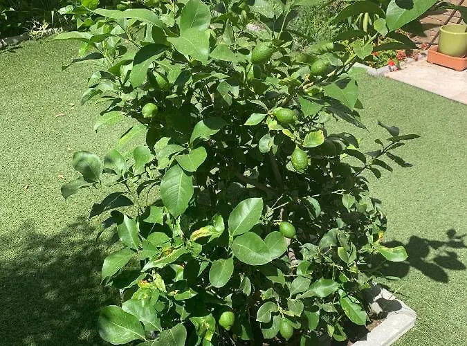 Dama De Noche Marbella